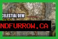 All Celestial Dew Locations in Elden Ring