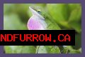 Are Green Anole Lizards Good Pets?
