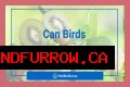 Can Birds Eat Herbs? - Kylon Powell