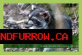 Can Raccoons Get Distemper? - Kylon Powell