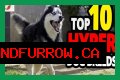 Does royal canin make dogs hyper?