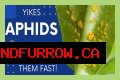 Does Sulphur Kill Aphids? - Kylon Powell