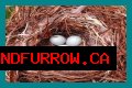 How To Make Bird Eggs?